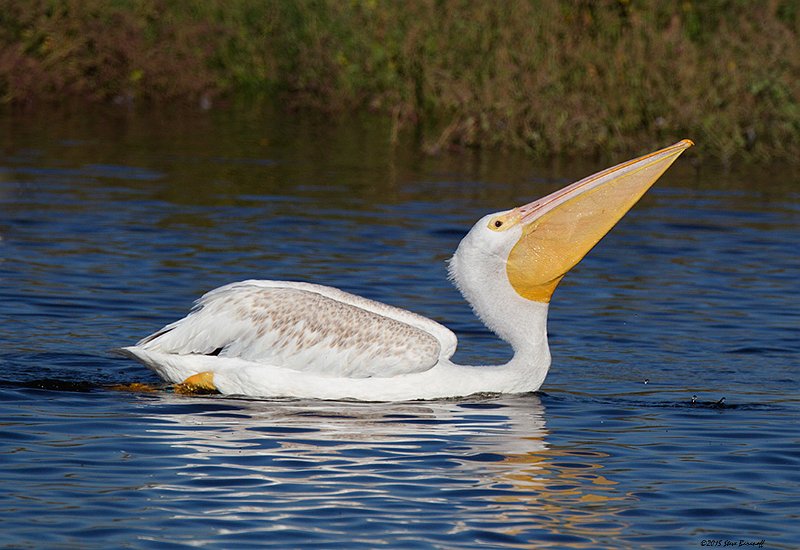 _5SB5269 american white pelican.jpg